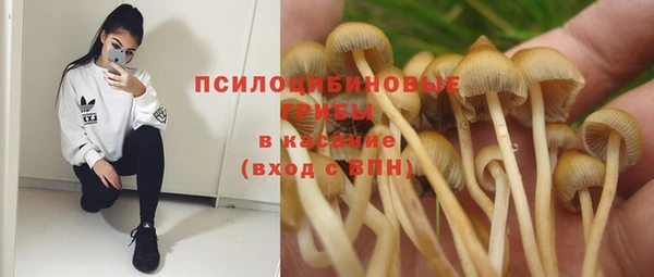 сатива Беломорск